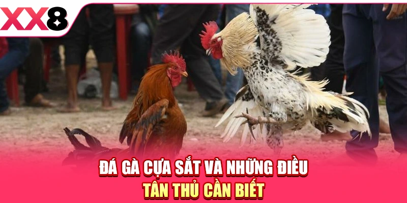 Đá gà cựa sắt và những điều tân thủ cần biết
