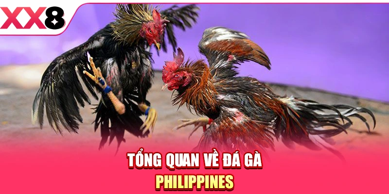 Tổng quan về đá gà Philippines